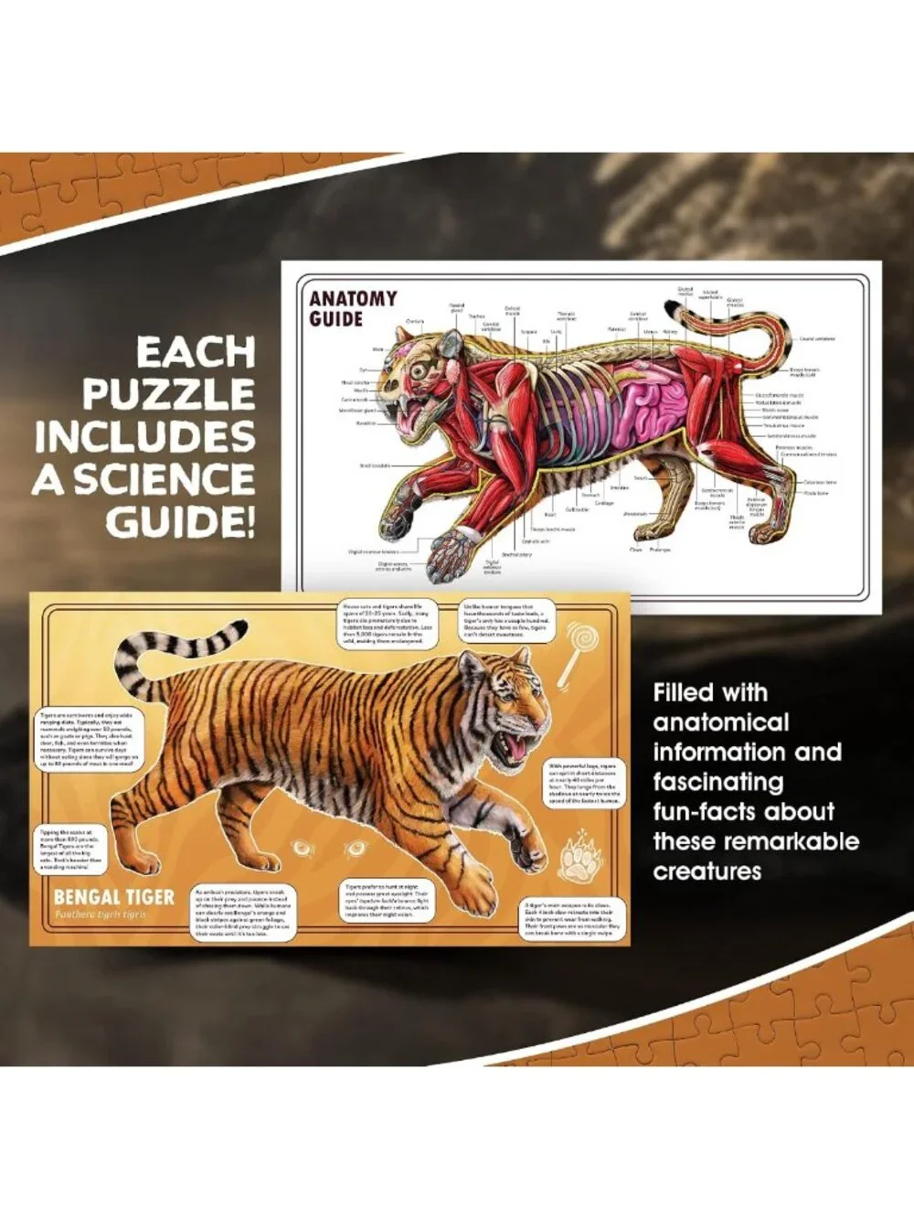 Large 100-Piece Tiger Anatomy Floor Puzzle | Double-Sided Jigsaw for Kids